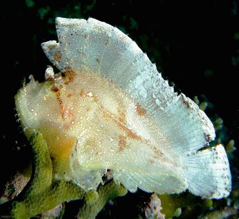 Leaf Fish – Profile .